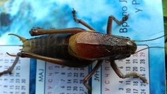 Psorodonotus