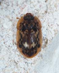Lobiopa undulata