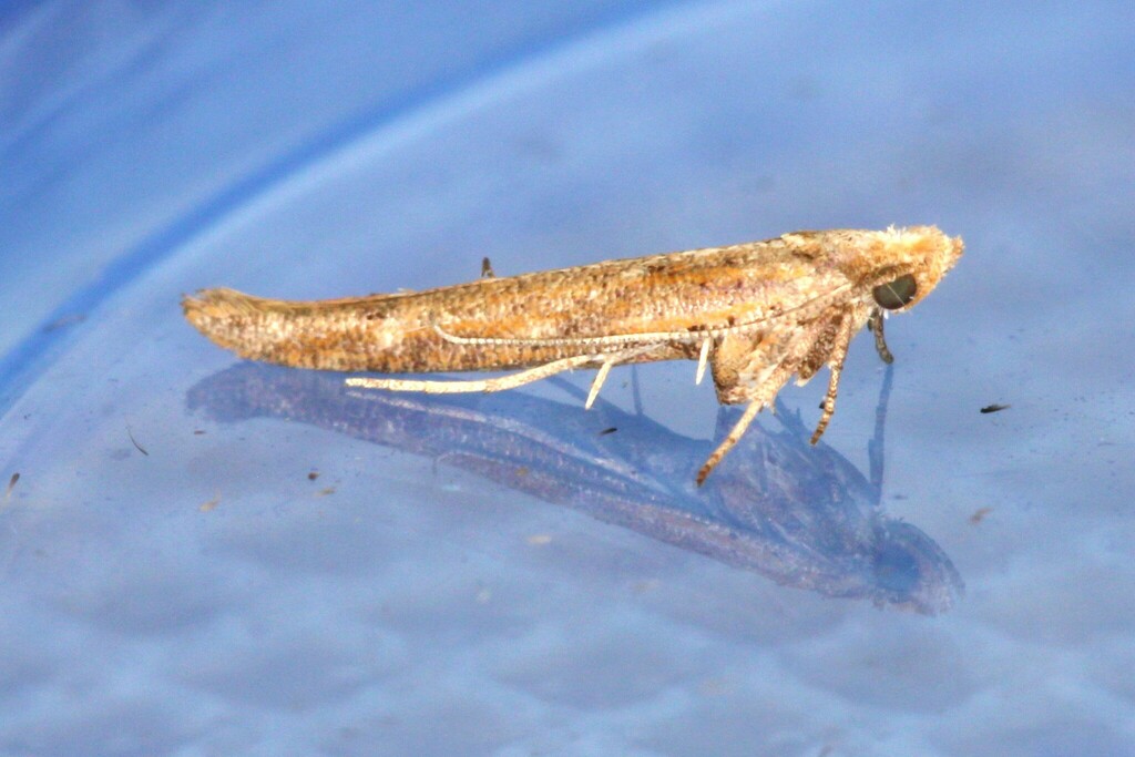 Zelleria euthysema