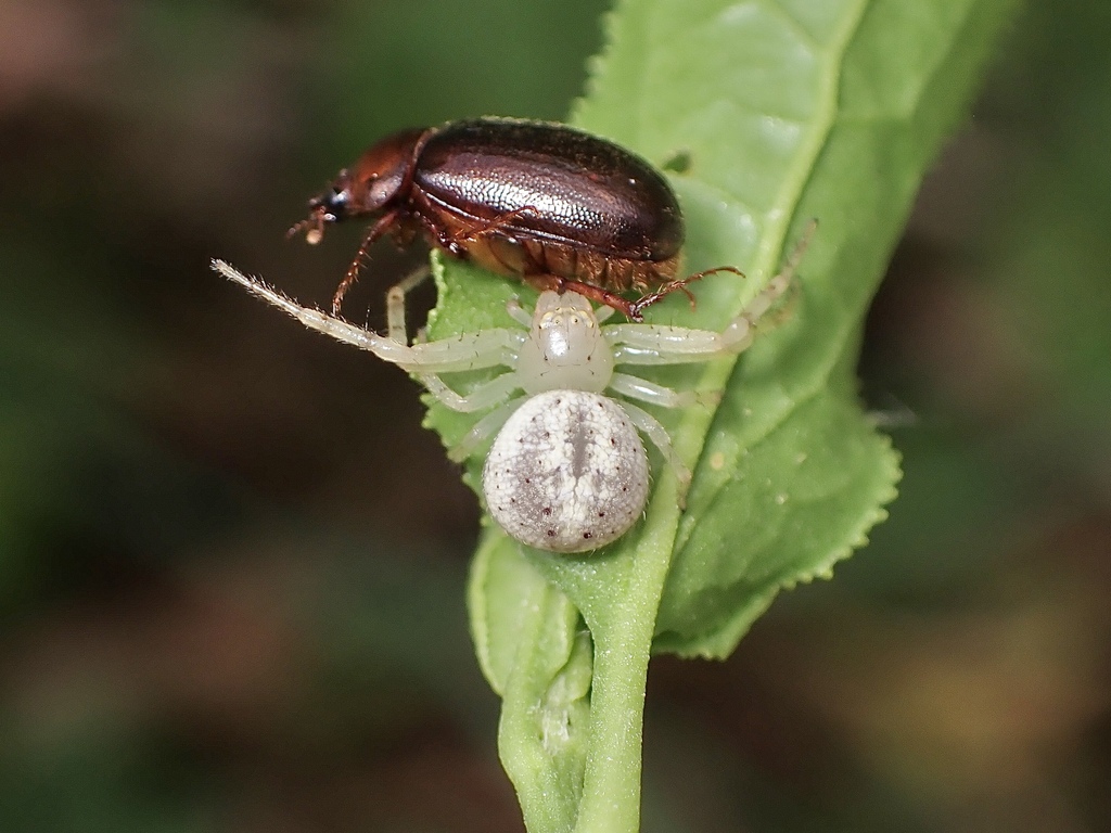 Australomisidia kangarooblaszaki