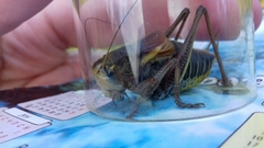 Psorodonotus
