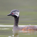 White-tufted Grebe - Photo (c) Luciano Massa, some rights reserved (CC BY-NC-SA), uploaded by Luciano Massa
