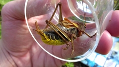 Psorodonotus