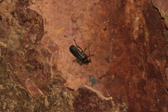 Stenothemus