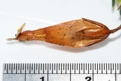 Erica irbyana