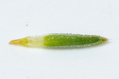 Erica irbyana