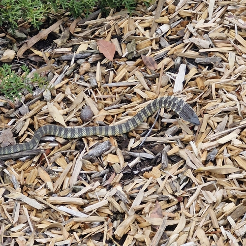 Eastern Tiger Snake sighting