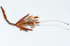 Erica irbyana
