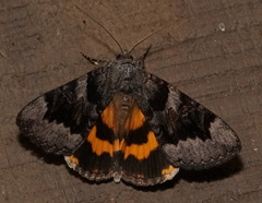 Catocala badia coelebs