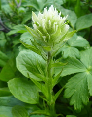 Castilleja parviflora albida