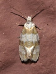 Aethes argentilimitana