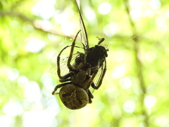 Araneus ventricosus