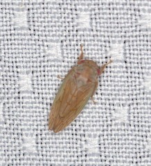 Polana quadrinotata
