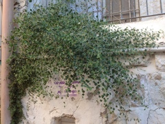 Capparis zoharyi