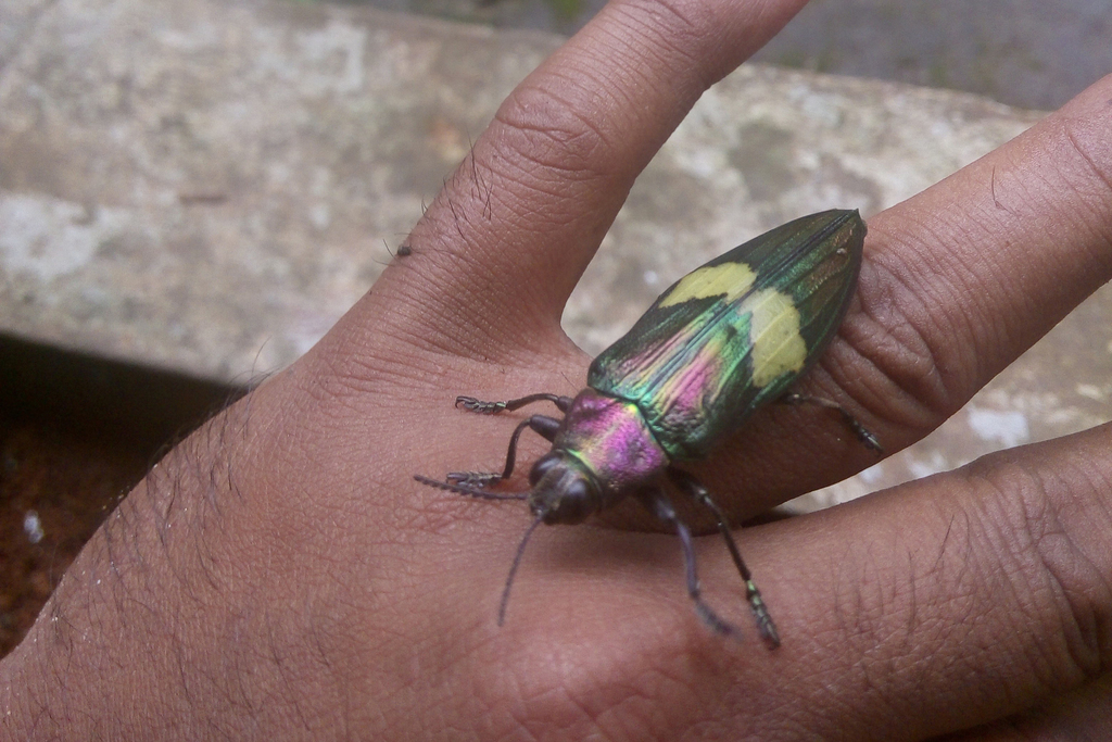 Chrysochroa cuprascens