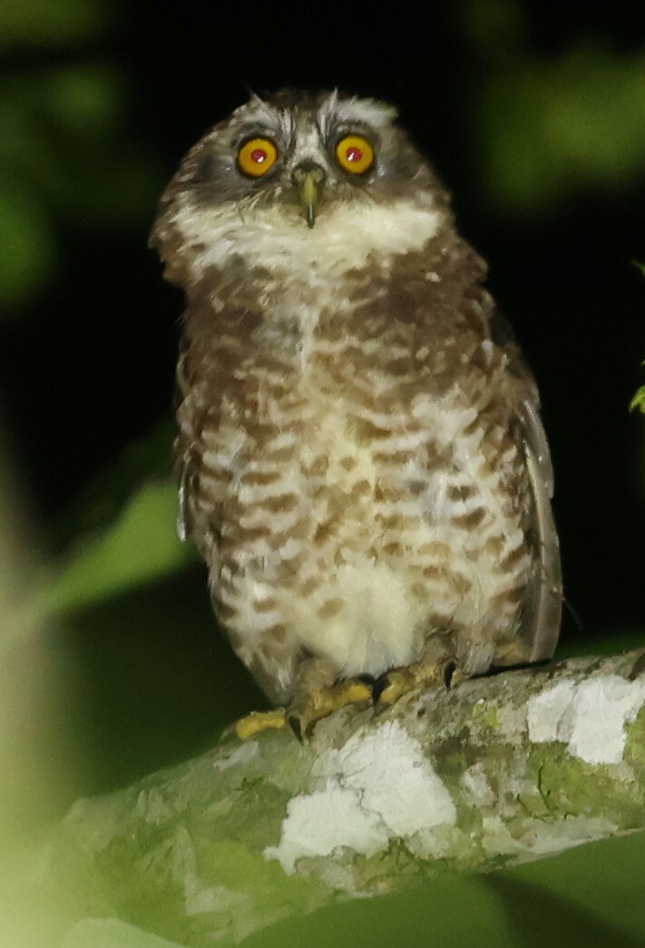 Guadalcanal Owl illustration