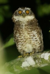 Guadalcanal Owl photo 2