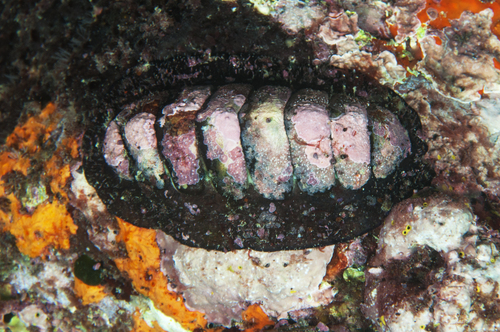 Eudoxochiton nobilis (Gray, 1843)