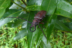 Priotyrannus mordax