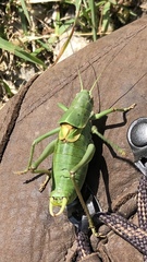 Polysarcus denticauda