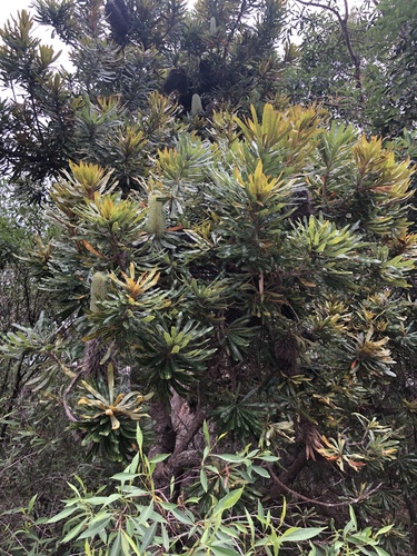 Banksia aemula (Banksia aemula)