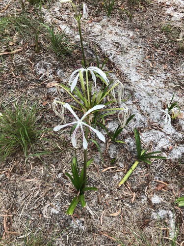 Image of Crinum pedunculatum by (c) Sam Westbrook, some rights reserved (CC BY)