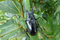 Prosopocoilus girafa nilgirensis