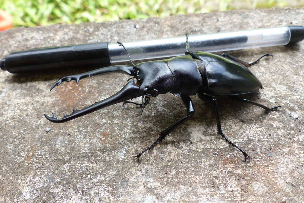 Giraffe Stag Beetle