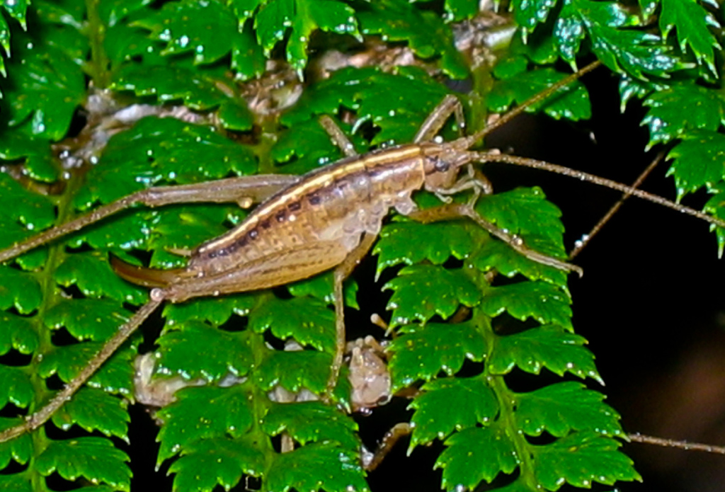 Isoplectron virgatum