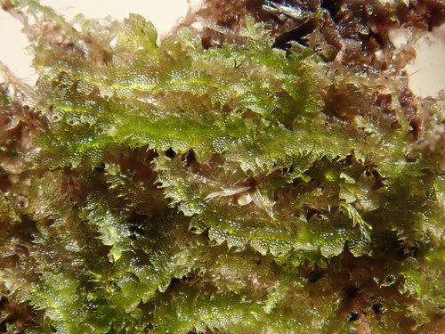 Fuscocephaloziopsis crassifolia