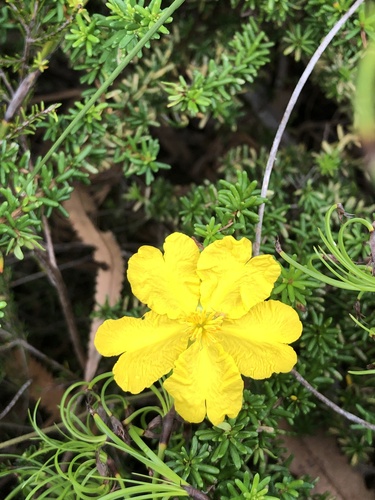 Image of Hibbertia vestita by (c) Sam Westbrook, some rights reserved (CC BY)
