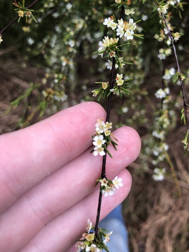 Image of Baeckea frutescens by (c) Sam Westbrook, some rights reserved (CC BY)