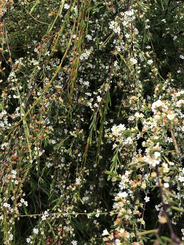 Image of Baeckea frutescens by (c) Sam Westbrook, some rights reserved (CC BY)