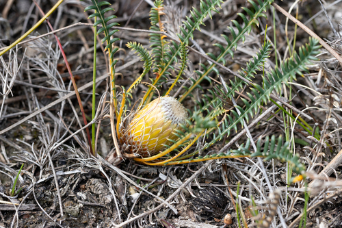 Banksia arctotidis (Banksia arctotidis)