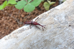 Trachelizini