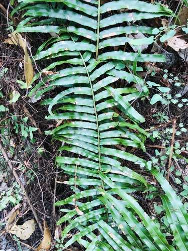 Image of Telmatoblechnum indicum by (c) Sam Westbrook, some rights reserved (CC BY)