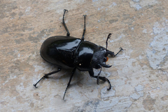 Prosopocoilus