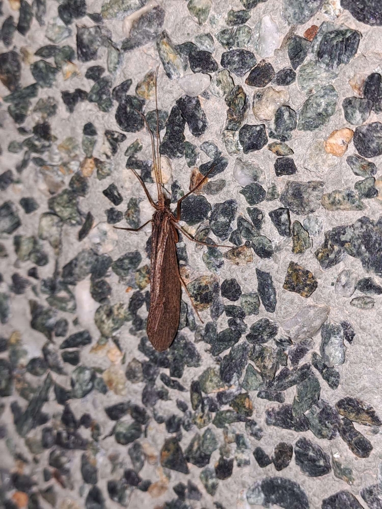 Mesophylax aspersus