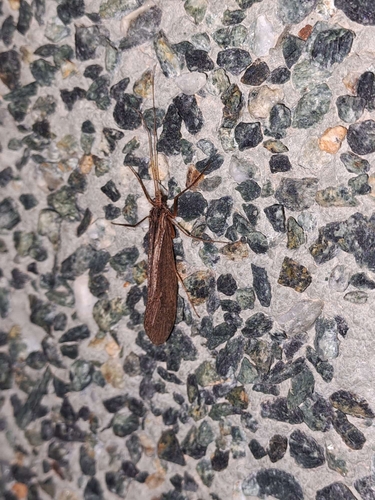 Mesophylax aspersus