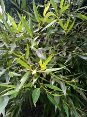 Salix alba