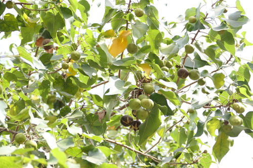 Thespesia populneoides (Thespesia populneoides)