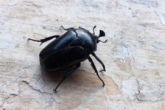 Trigonophorus delesserti