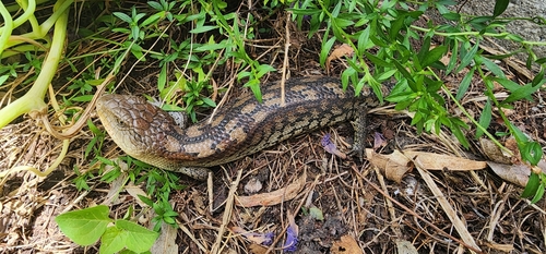 Blotched Bluetongue, photo 7 of 9