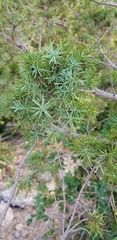 Juniperus