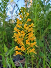 Platanthera cristata