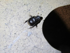 Dichotomius colonicus