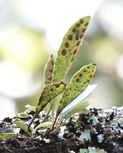 Pleopeltis polylepis var. erythrolepis