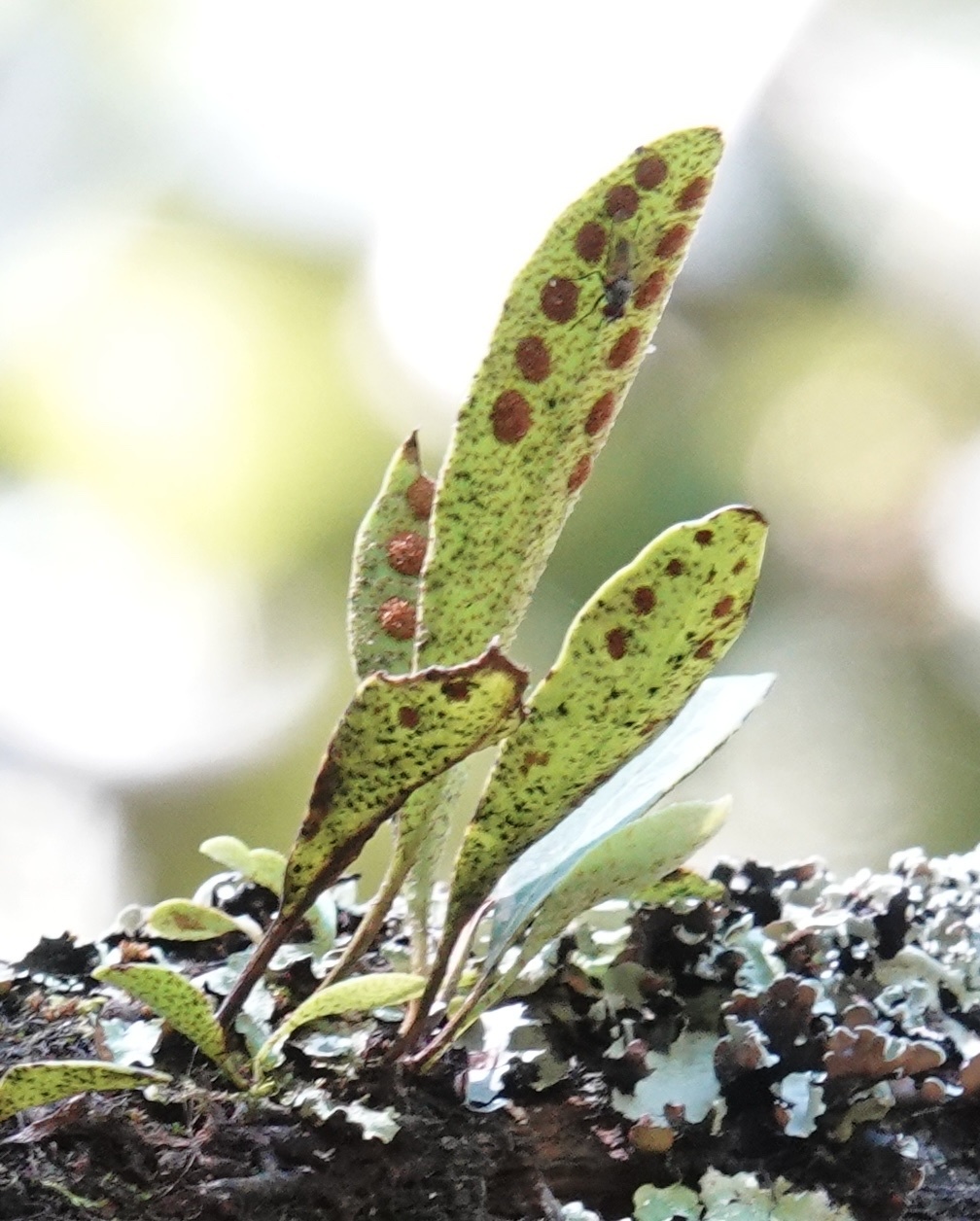 Pleopeltis polylepis var. erythrolepis