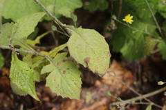 Puccinia lapsanae
