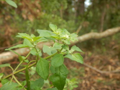 Prostanthera melissifolia, photograph (c) Bryce Watts-Parker, some rights reserved (CC BY)